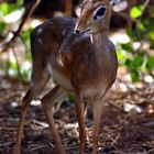 Dikdik