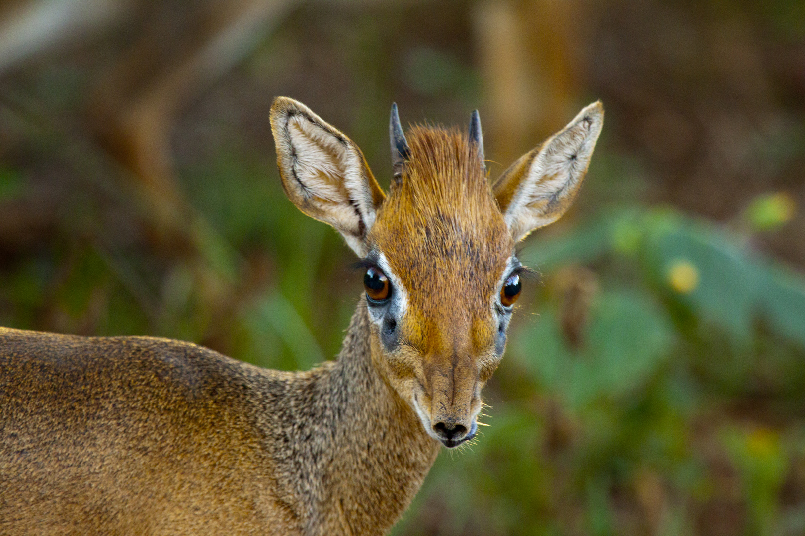 Dikdik