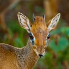 Dikdik