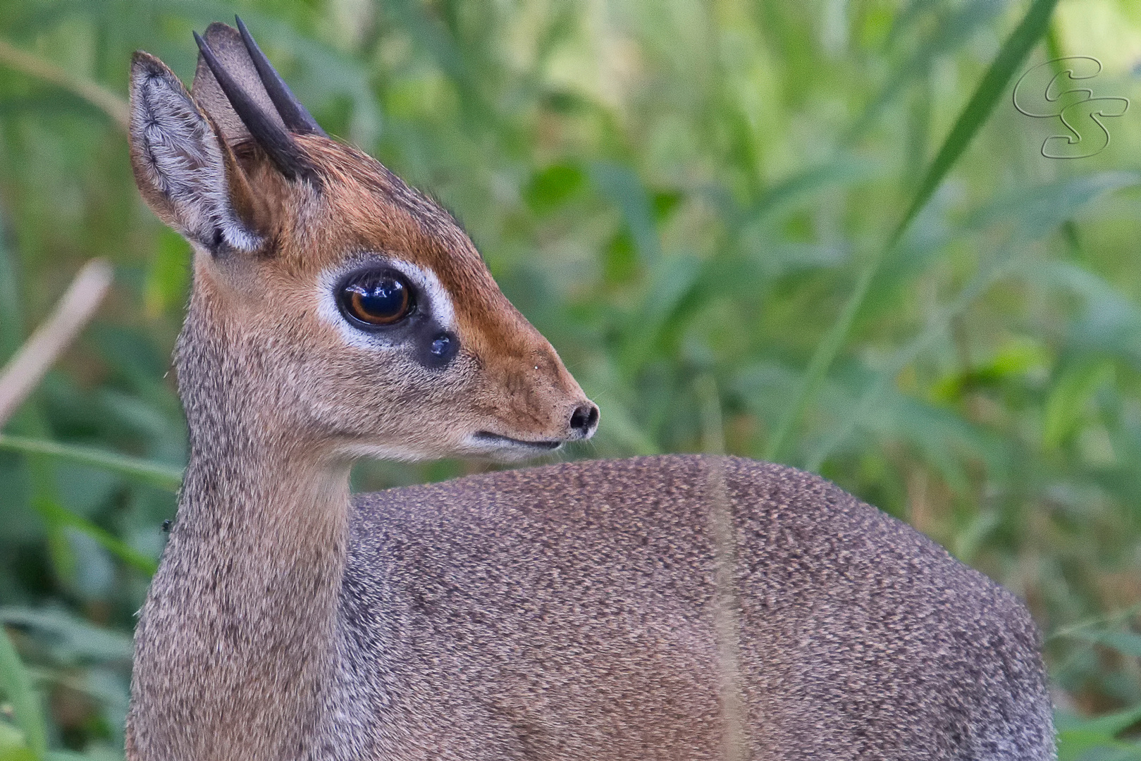 Dikdik im Busch