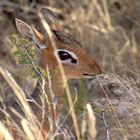 DikDik im Dickicht