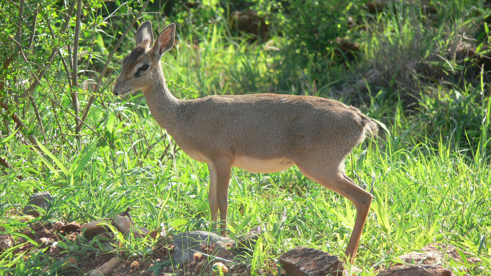 Dikdik im Tsavo east Nationalpark/Kenia