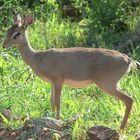 Dikdik im Tsavo east Nationalpark/Kenia