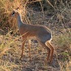 Dikdik in der Serengeti