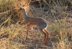 Dikdik in der Serengeti