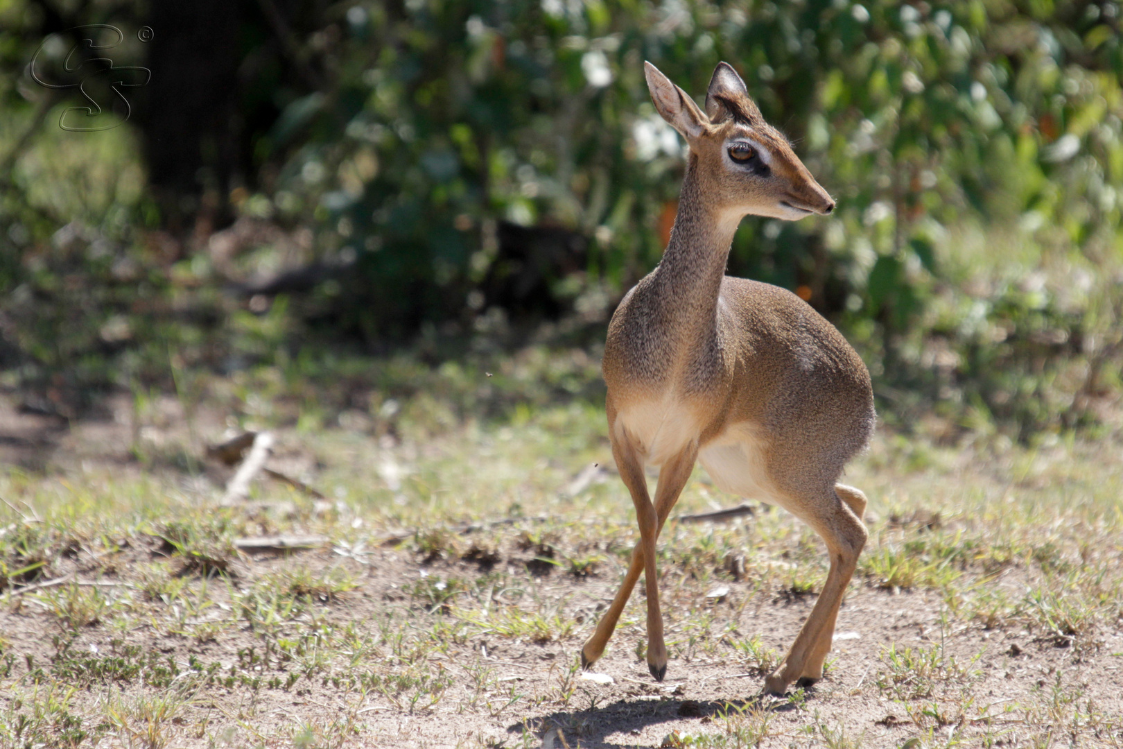 Dikdik in Primaballerina-Pose