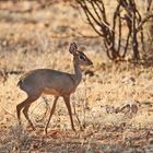 Dikdik Mädchen :-)