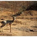 Dikdik Mini - Antilope