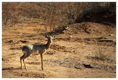 Dikdik Mini - Antilope