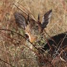 Dikdik - mit den hübschen großen Augen