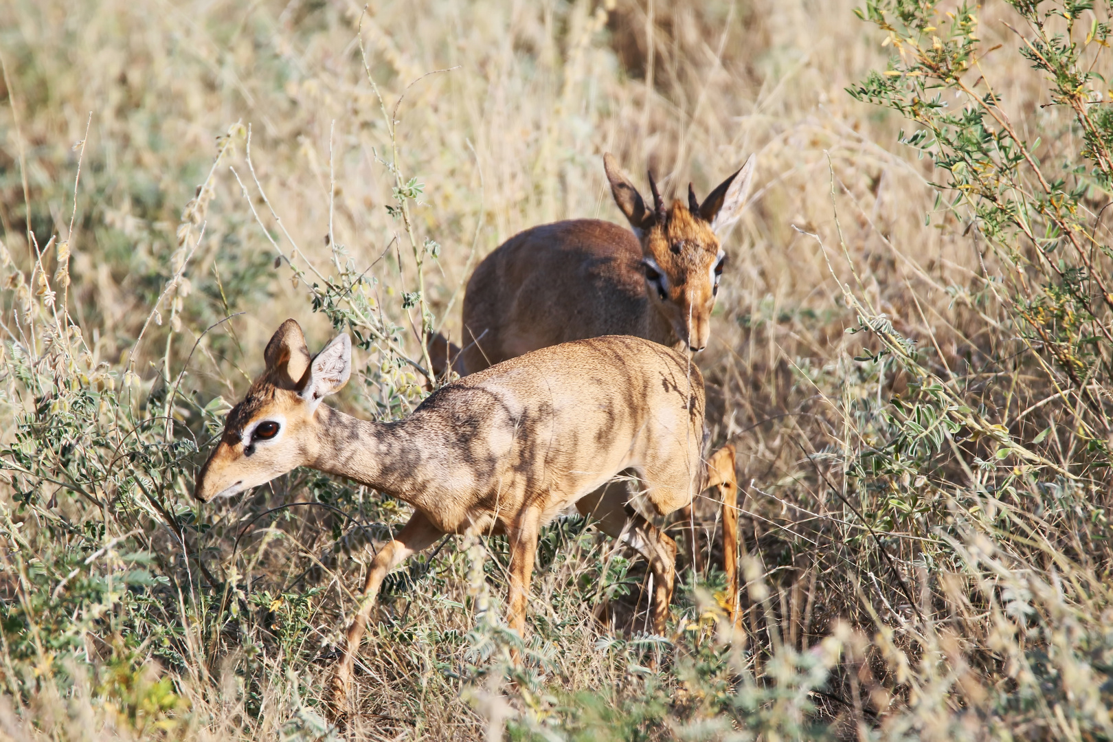 Dikdik-Paar