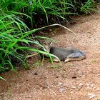 DikDik - unbeholfen am Wegesrand