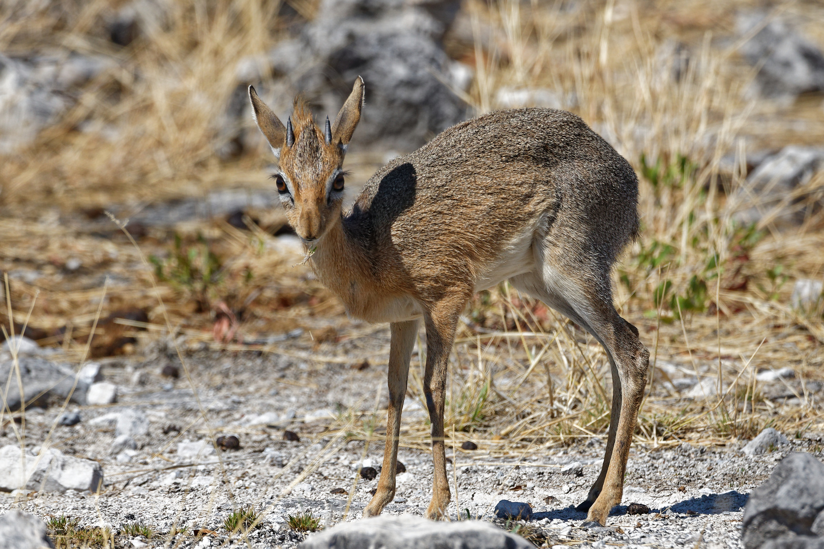 Dikdik_1