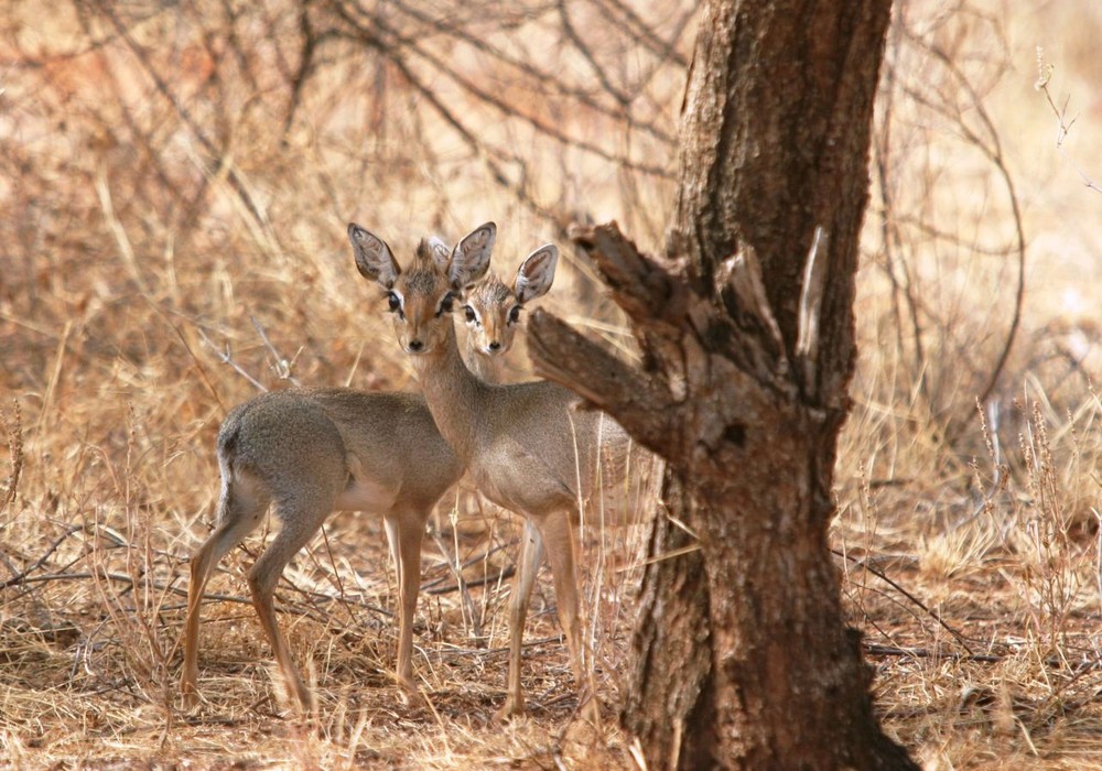 Dikdiks - Samburu / Kenya