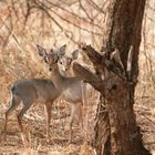 Dikdiks - Samburu / Kenya