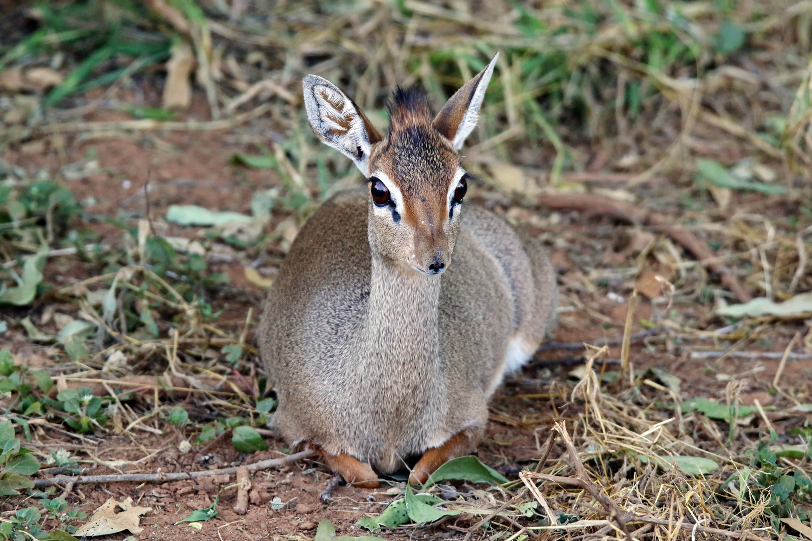 Dikdik,Weibchen