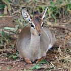 Dikdik,Weibchen