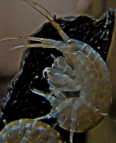 Dikerogammarus villerosa