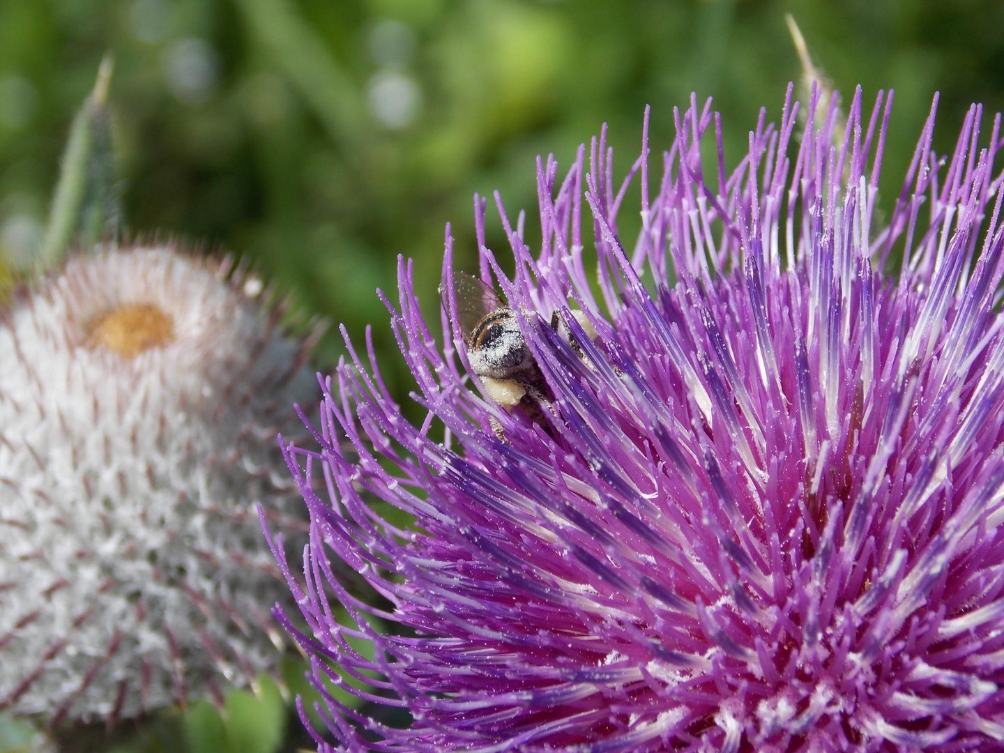 Diligent bee