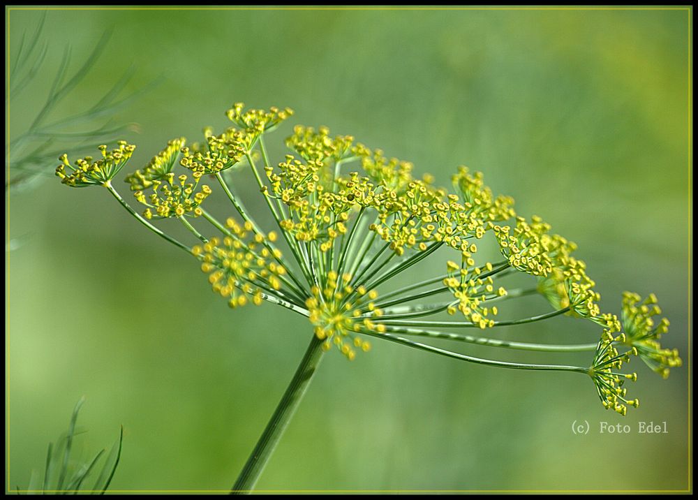 Dill