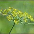 Dill