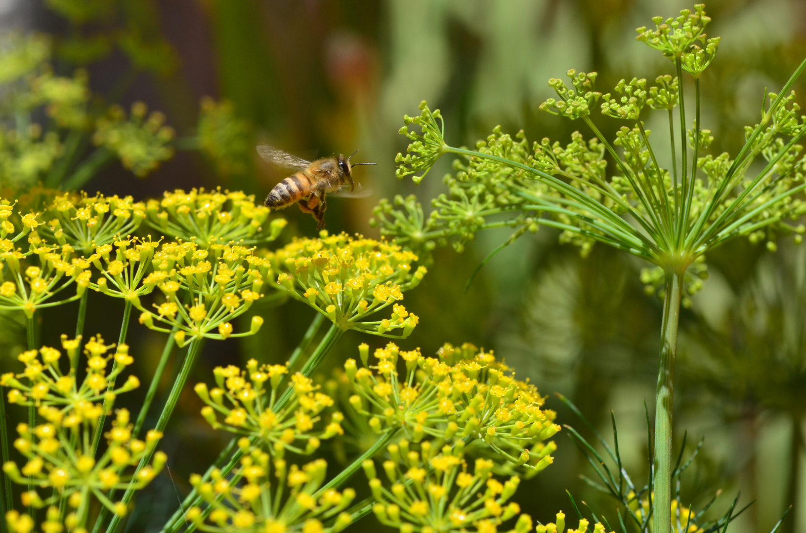 "Dill" Airport:Take off