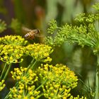 "Dill" Airport:Take off