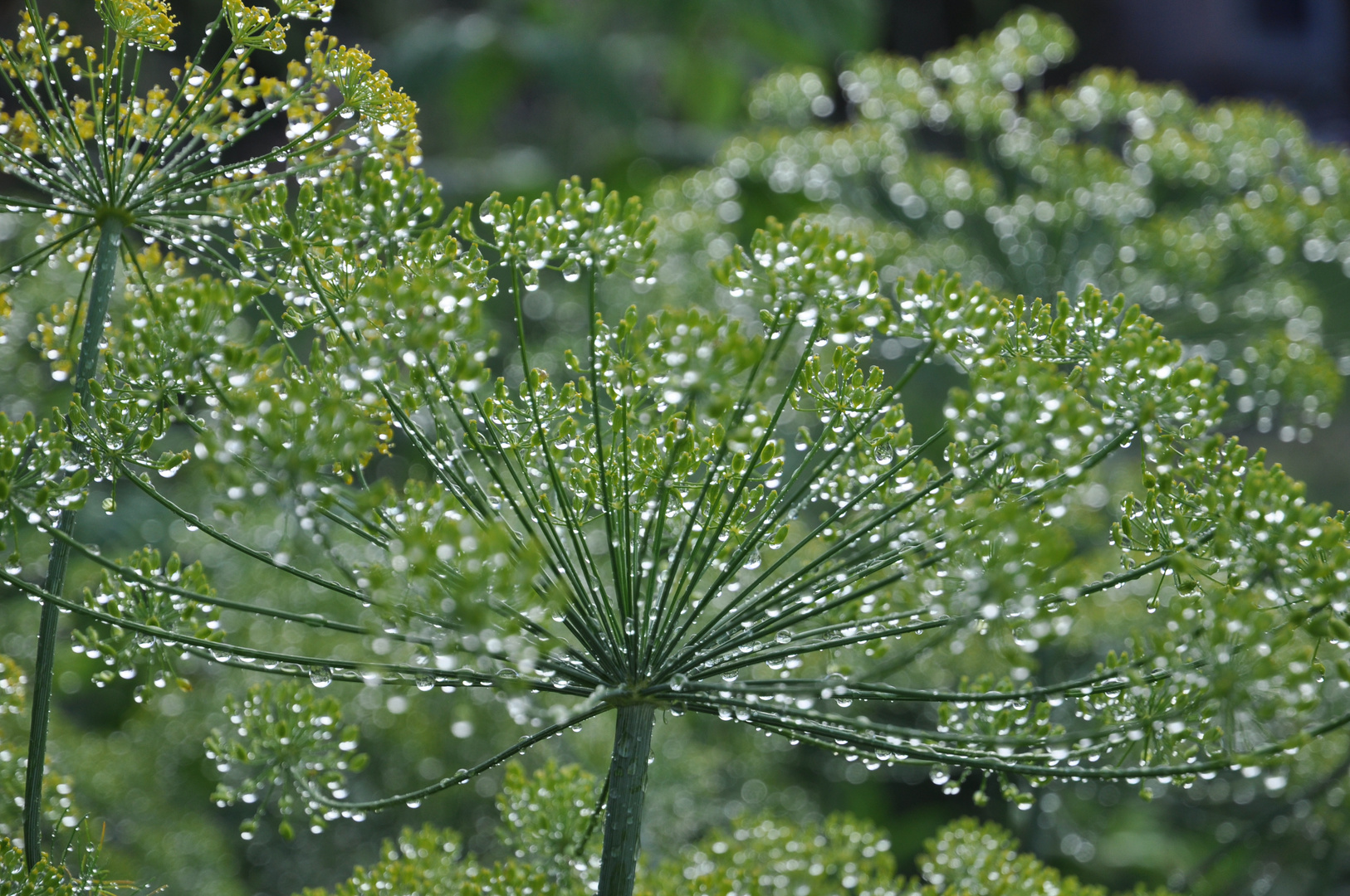 Dill am Morgen