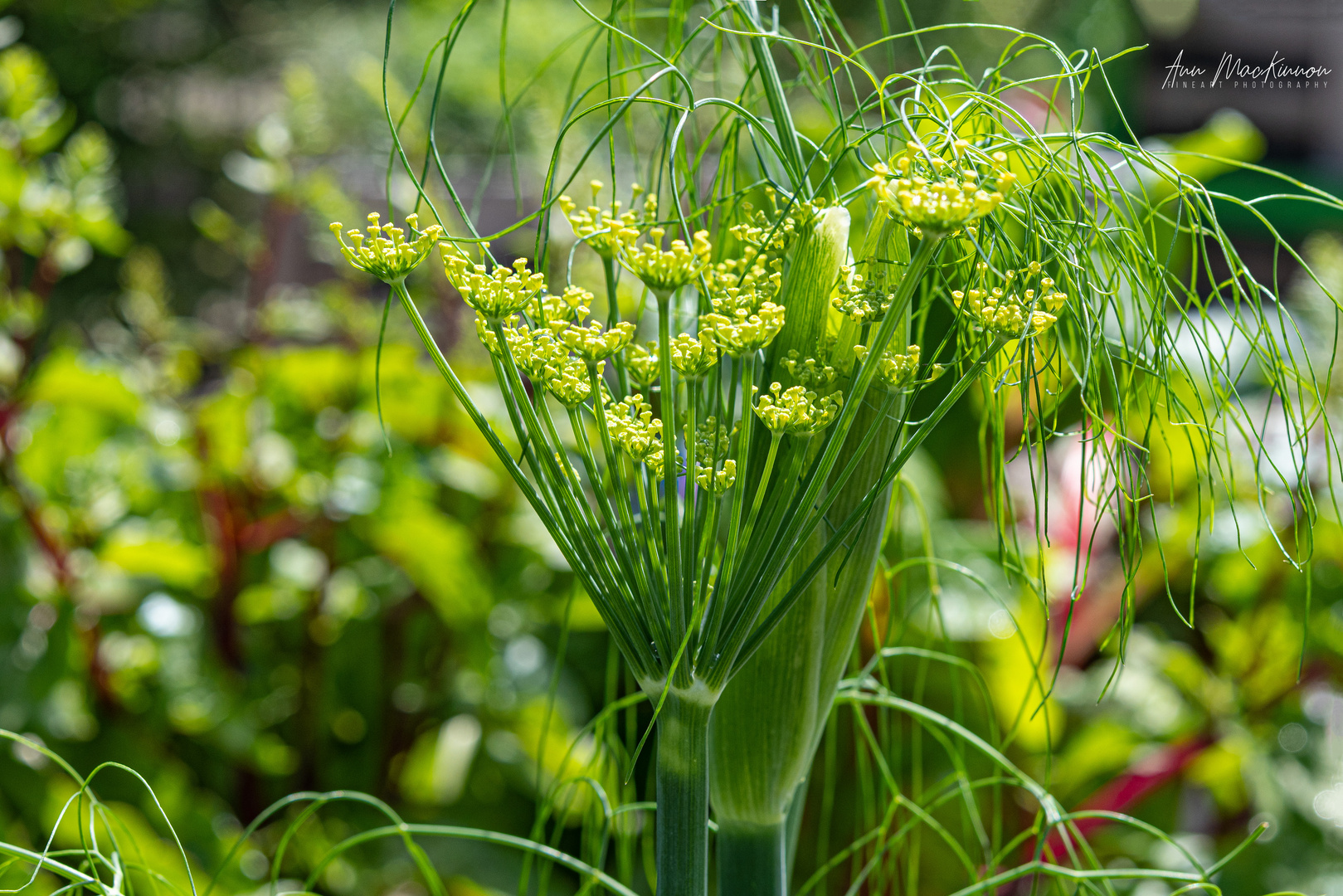 Dill (DSC_9846)