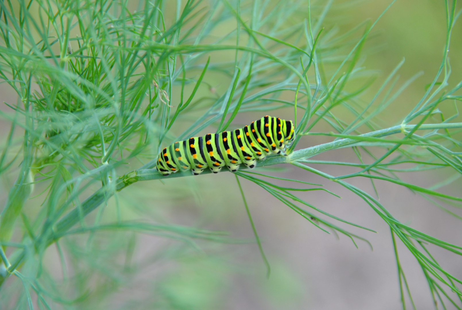 Dill gehört zu jede Mahlzeit