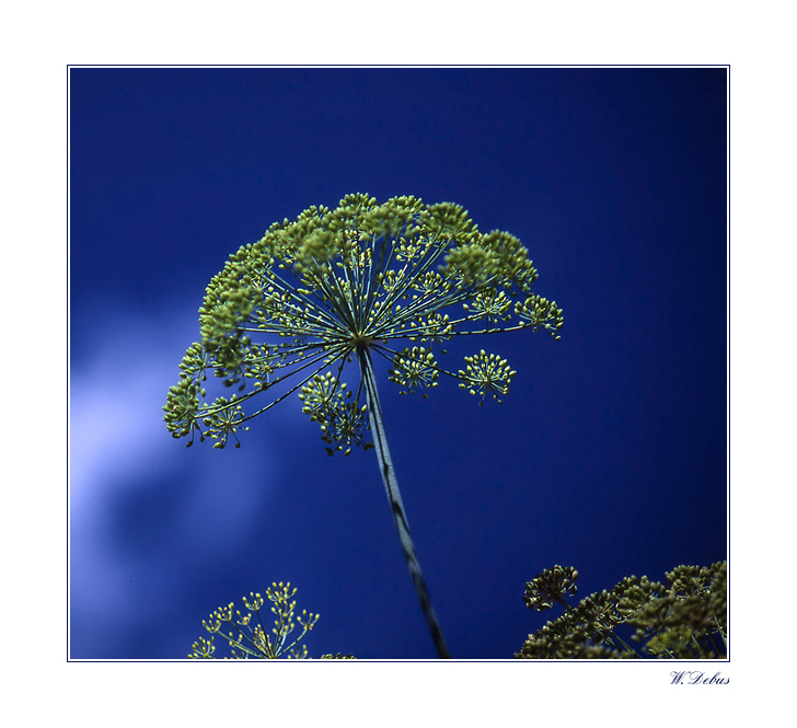 Dill im Blau