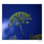 Dill im Blau