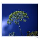 Dill im Blau