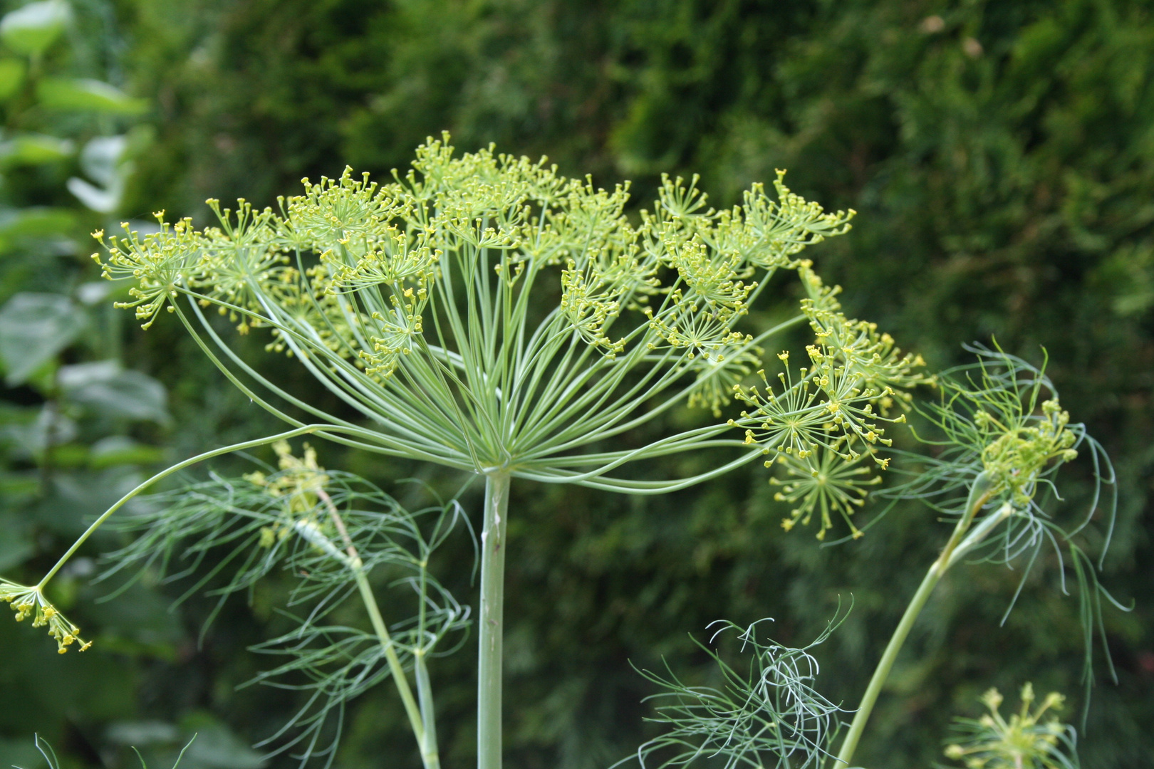 Dill im kleinen Kräutergarten