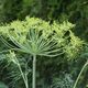 Dill im kleinen Krutergarten