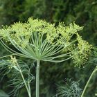 Dill im kleinen Kräutergarten