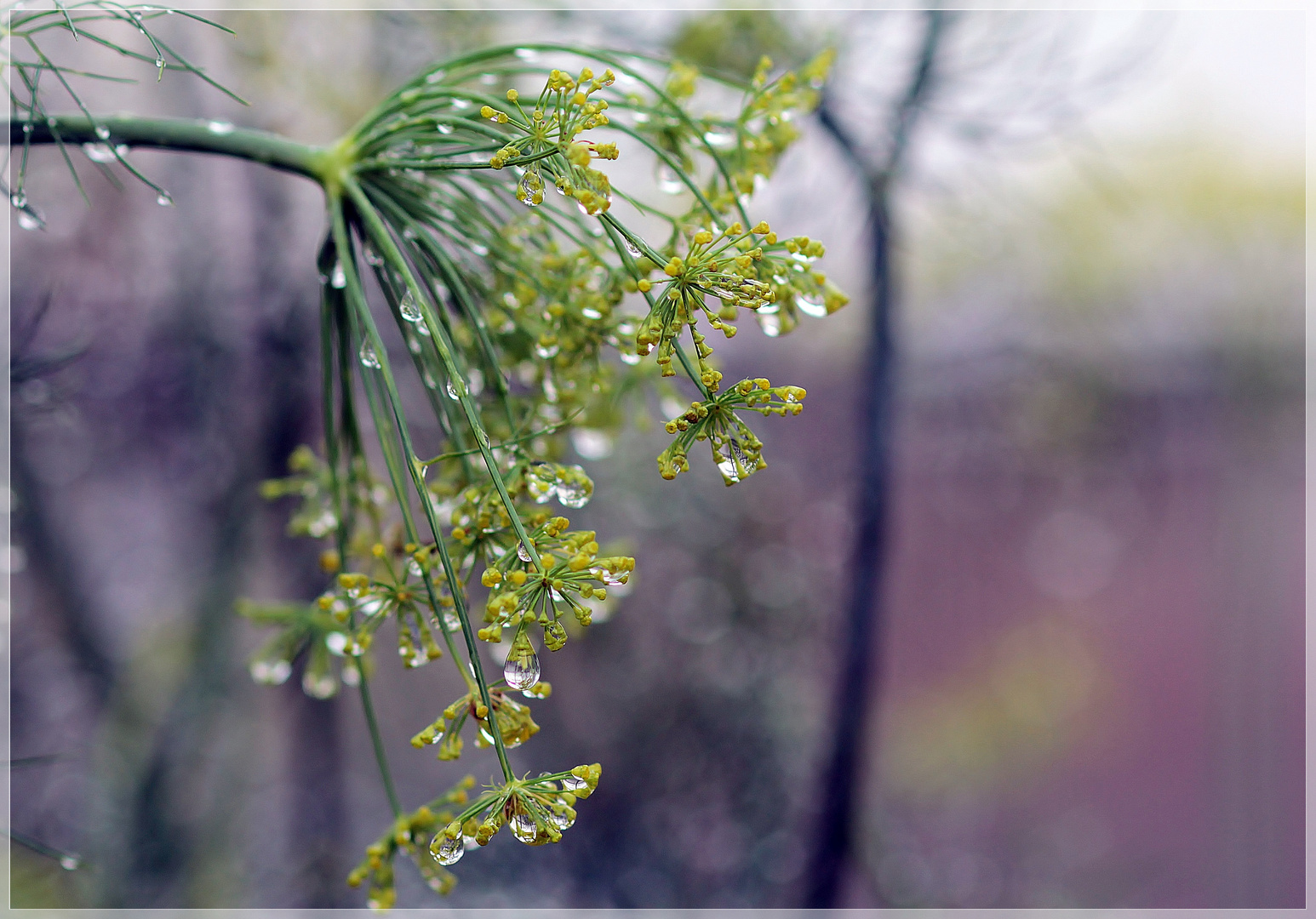 Dill im Regen