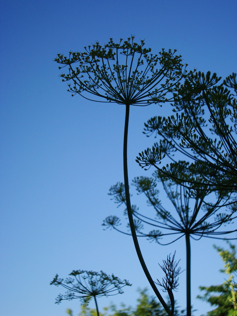 Dill in der Dämmerung