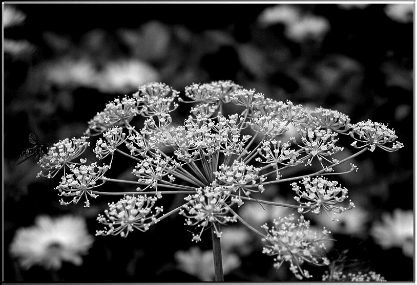 dill in schwarz-weiss