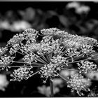 dill in schwarz-weiss