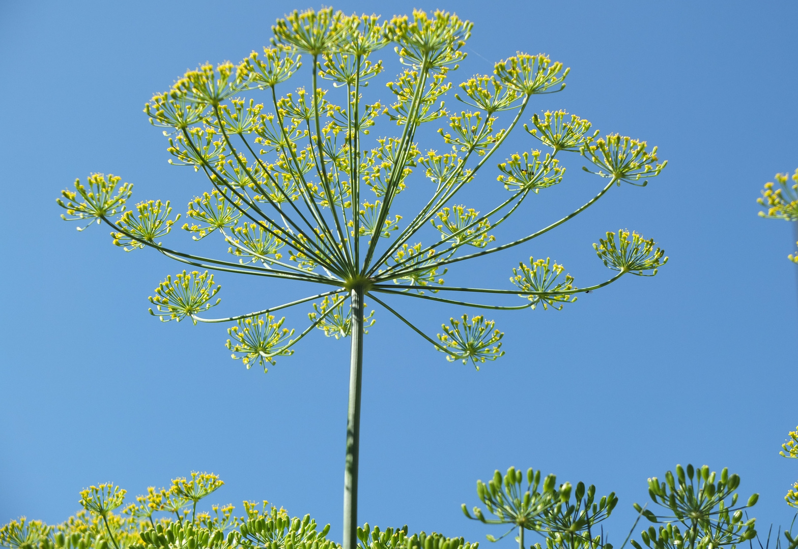 Dill in voller Blüte