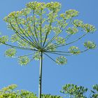 Dill in voller Blüte