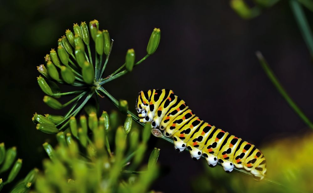 Dill ist Lecker ...