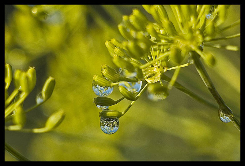 Dill mit Wassertropfen