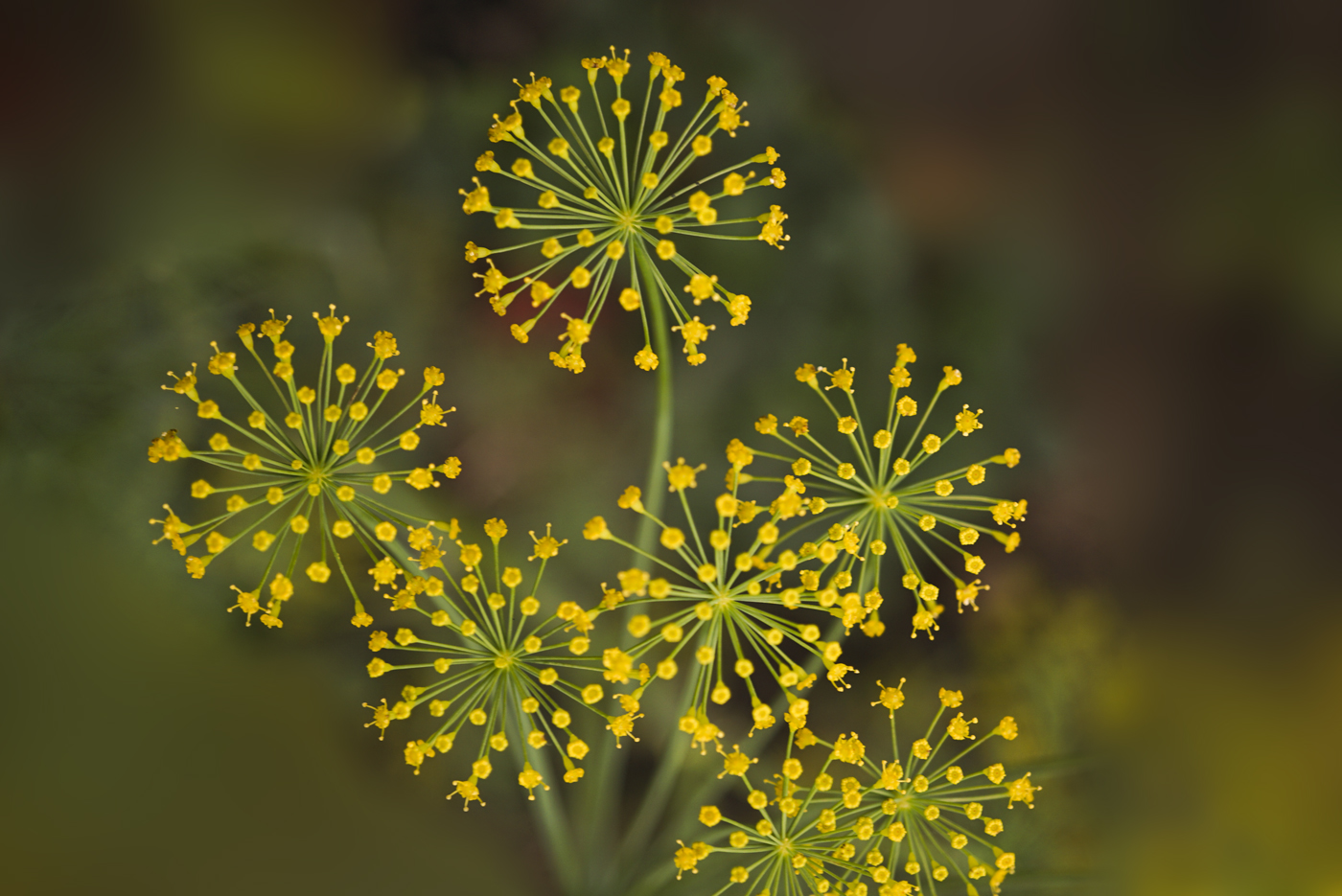 Dill.  Nur blühender Dill ...