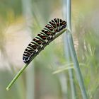 Dill-Räuber (Schwalbenschwanz-Raupe)