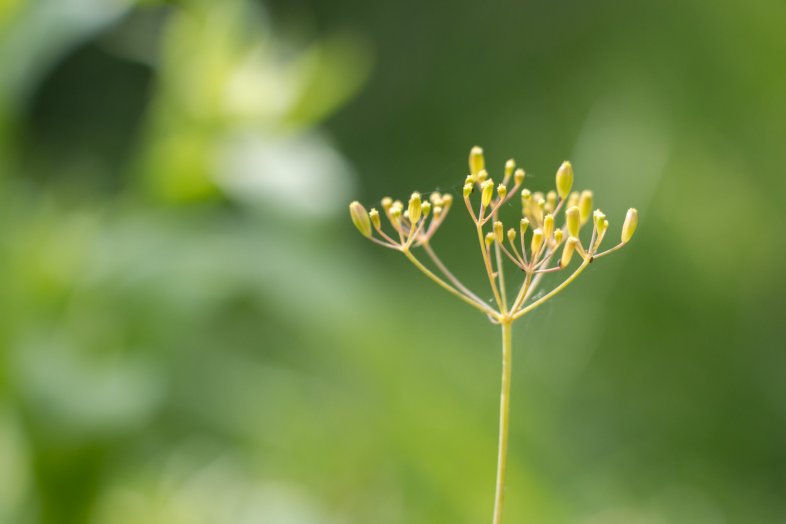 Dill, Sommer und Sonne