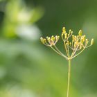 Dill, Sommer und Sonne