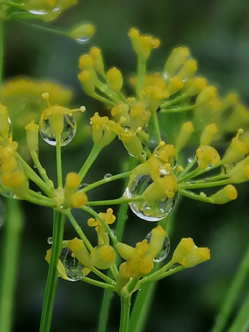 Dillblüte mit Regentropfen 