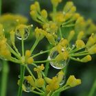 Dillblüte mit Regentropfen 